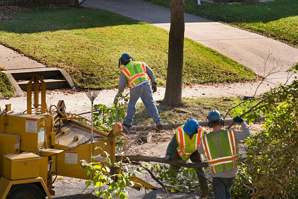 How Our Tree Care Process Works  in Pittsburgh, PA